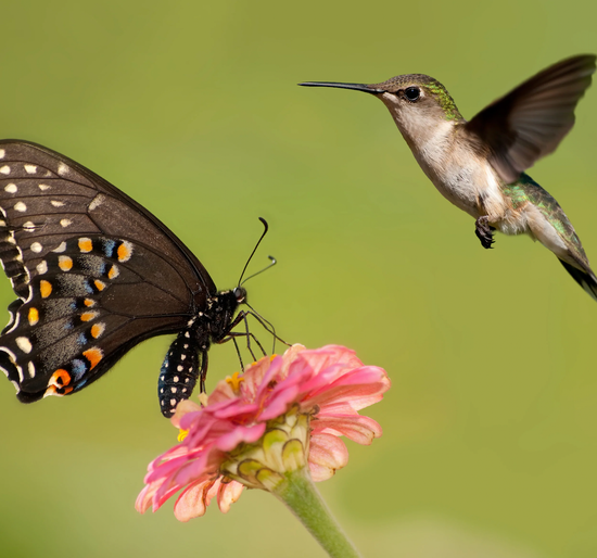 The Elevated Seed Co. - Wildflower Garden Seed Mix- Hummingbird & Butterfly